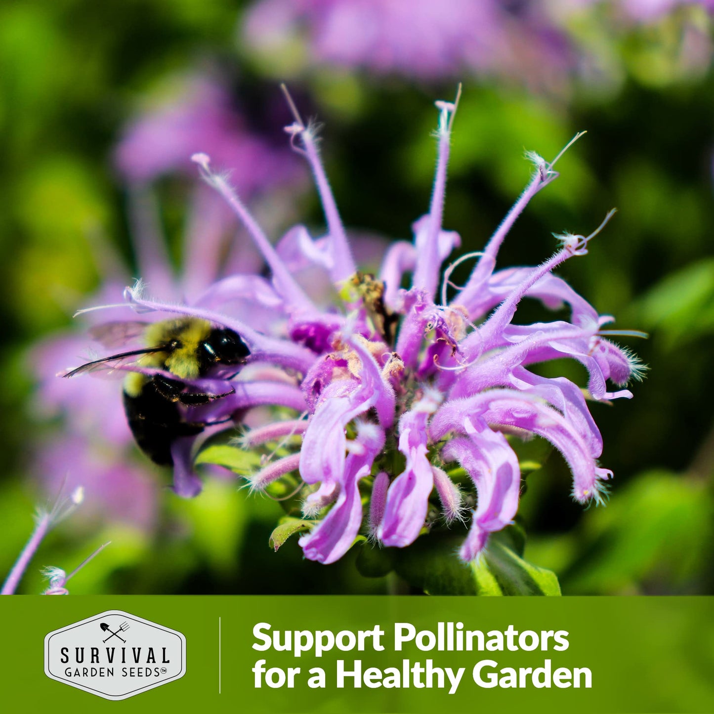 Survival Garden Seeds - Bergamot Herb (Bee Balm) Seed for Planting - Non-GMO Heirloom Variety