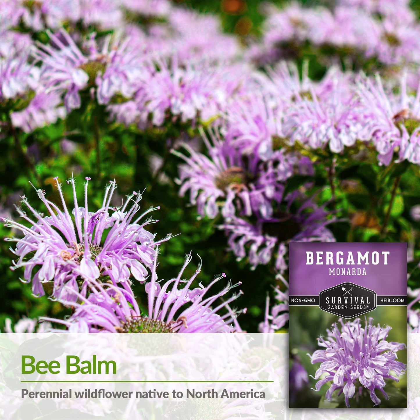 Survival Garden Seeds - Bergamot Herb (Bee Balm) Seed for Planting - Non-GMO Heirloom Variety
