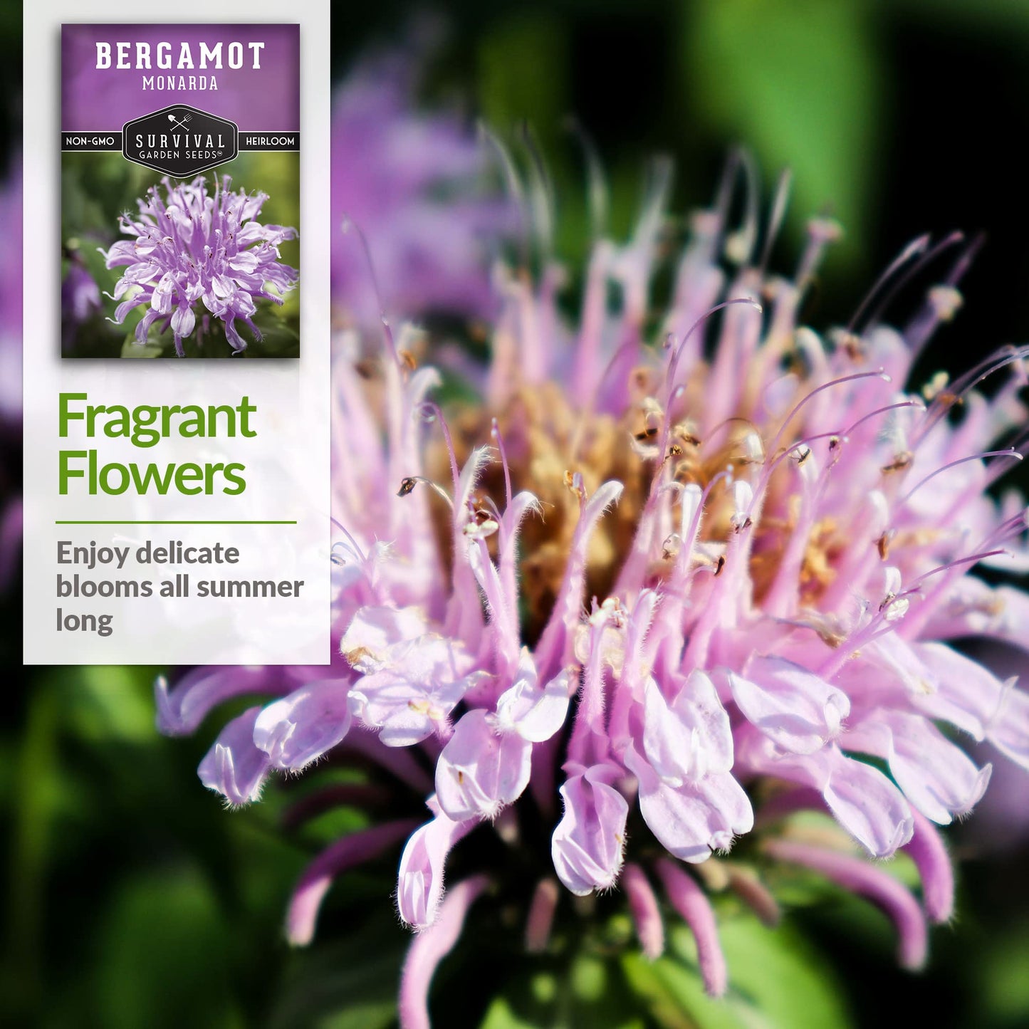 Survival Garden Seeds - Bergamot Herb (Bee Balm) Seed for Planting - Non-GMO Heirloom Variety